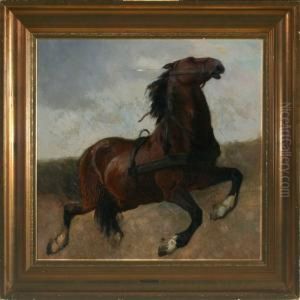Horse Study Horse Study