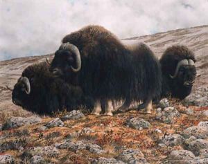 Musk oxen Musk oxen
