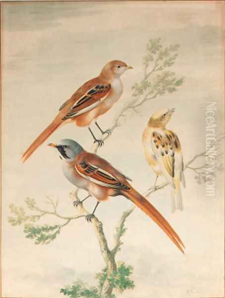 Two sparrows and a young goldfinch - view 1