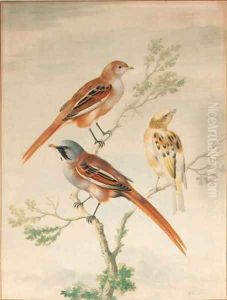 Two sparrows and a young goldfinch