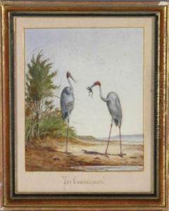 (i) The Connoisseurs
