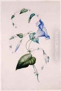 Blue convolvulus Blue convolvulus