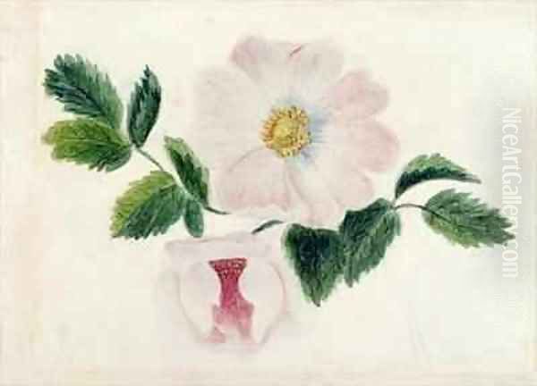 Pink roses - view 1