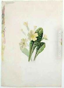 Study of a primrose Study of a primrose