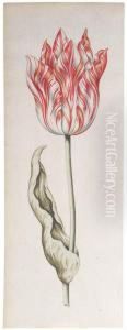 A Parrot Tulip by Pieter Claesz.