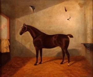 Racehorse In A Stable Racehorse In A Stable