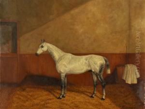A Grey Hunter In A Stable A Grey Hunter In A Stable