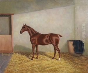 Dark Chestnut Hunter In A Stable