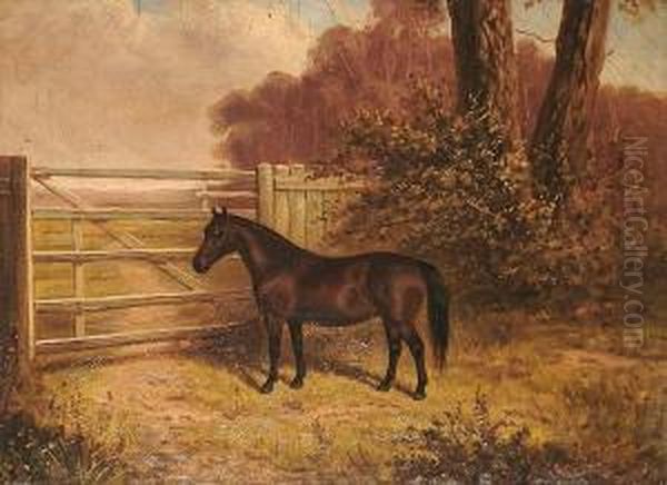 A Shetland Pony. - view 1