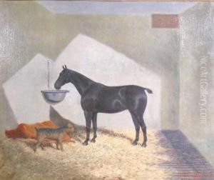 A Portrait Of A Black Horse And Border Terrier In A Stable A Portrait Of A Black Horse And Border Terrier In A Stable