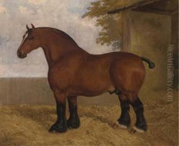 The Shire Stallion - view 1