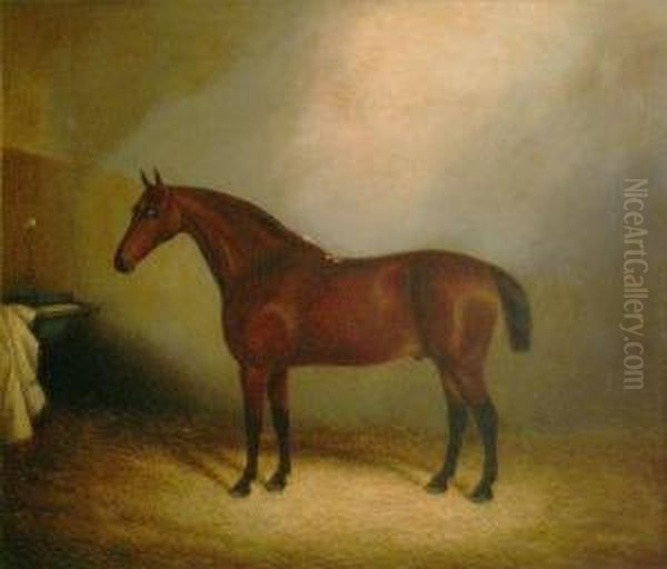 A Teathered Racehorse In A Stable - view 1
