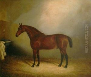 A Teathered Racehorse In A Stable