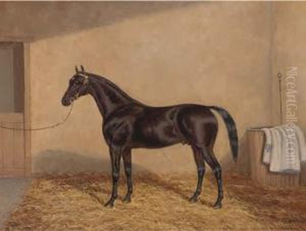 A Bay Racehorse In A Stable - view 1