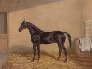 A Bay Racehorse In A Stable