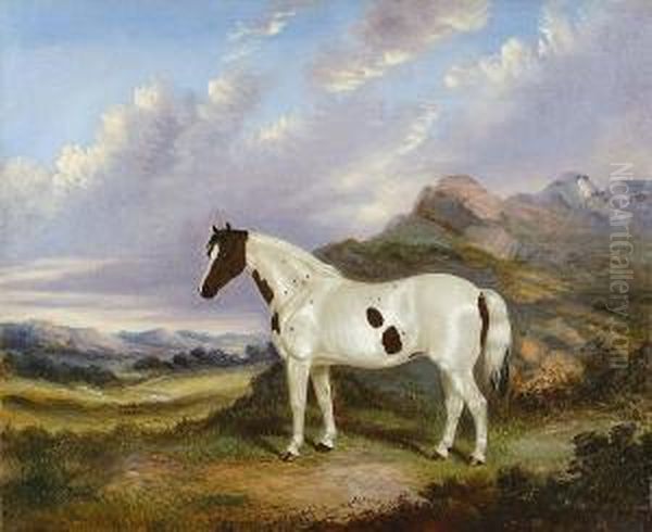 Portrait Of A Piebald Pony In A Landscape - view 1