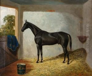 Billy Boy by A. Clark