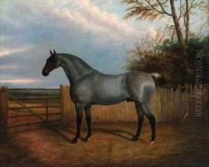 A Roan Before A Gate