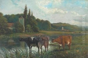 Cattle Watering, Church Beyond And Another In The Distance