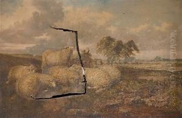 Sheep In A Rural Landscape - view 1