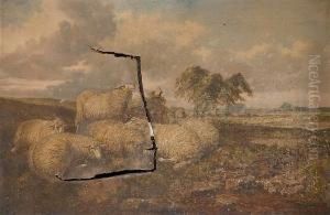 Sheep In A Rural Landscape