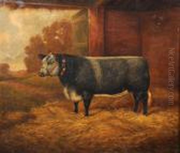 British
Lily, A Champion Heifer In A Barn - view 1