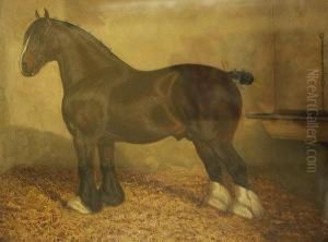 Shire Horse In A Stable Shire Horse In A Stable