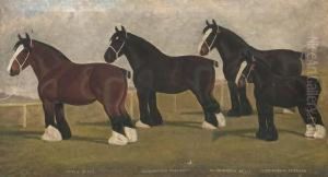 Peele Belle, Oldborough
Pleasant, Oldborough Belle, And Oldboroughduchess, Four Shirehorses by William Clark Of Greenock