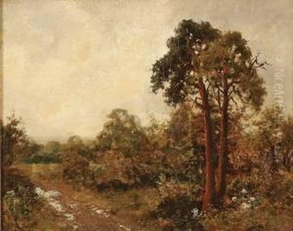 Forest Clearing - view 1