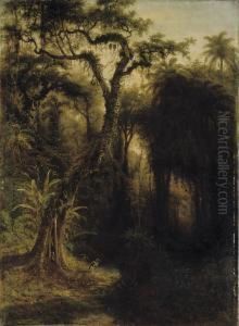 Rainforest Above Santiago De Cuba by Henry Cleenewerck