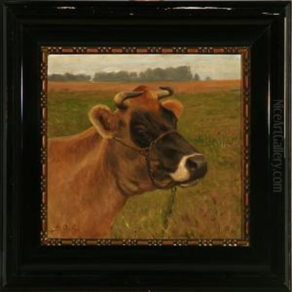 A Cow - view 1