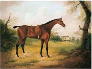 A Saddled Bay Hunter In The Grounds Of Bryn-y-pys, Flintshire