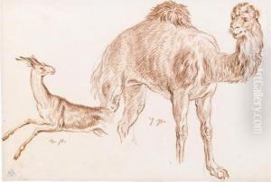 Studies Of A Dromedary And A Deer Studies Of A Dromedary And A Deer