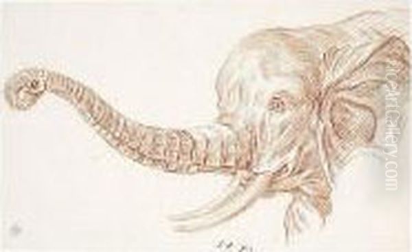 Study Of The Head Of An Elephant - view 1