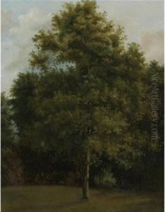 Study Of A Tree Study Of A Tree