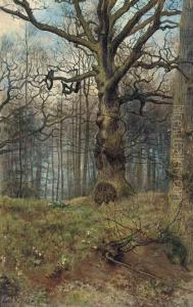 The Spring Wood - view 1
