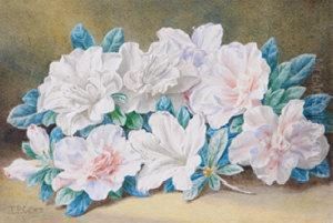 Still Life Of Azaleas