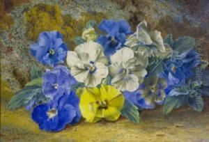 Pansies Pansies