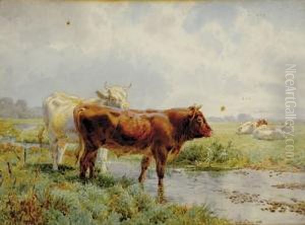 Cows Watering Rba - view 1