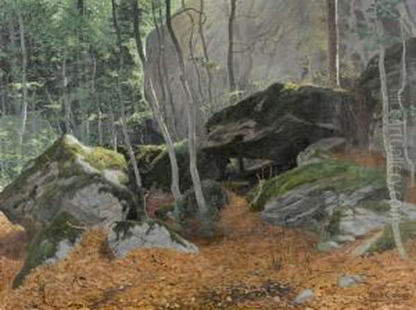 Sonnige Waldpartie Mit Felsen - view 1