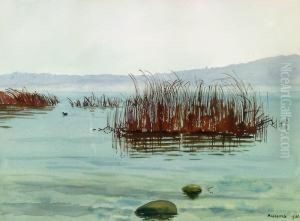 Seelandschaft Mit Schilf