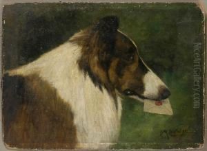 Collie