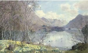 Wild Daffodils, Ullswater