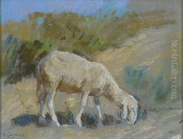 Pecora - view 1