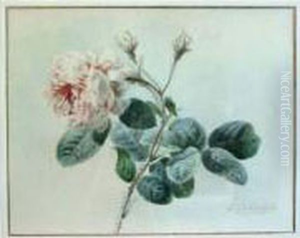 Etude De Rose - view 1