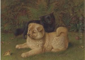Chow Pomeranians In A Garden Chow Pomeranians In A Garden