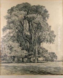 Elm trees in Old Hall Park, East Bergholt, 1817