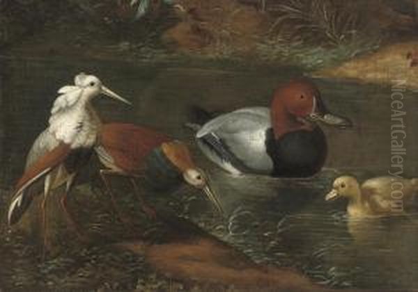 Ducks And Waders Watering - view 1
