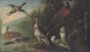 A Pheasant, Pigeons, Ducks And Ducklings In A River Landscape