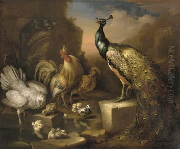 A Peacock - view 1